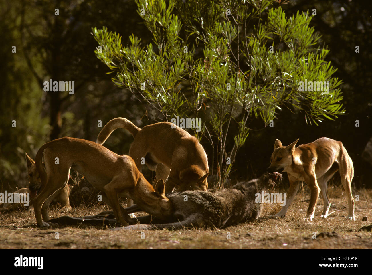 Dingo (Canis Dingo) Stockfoto