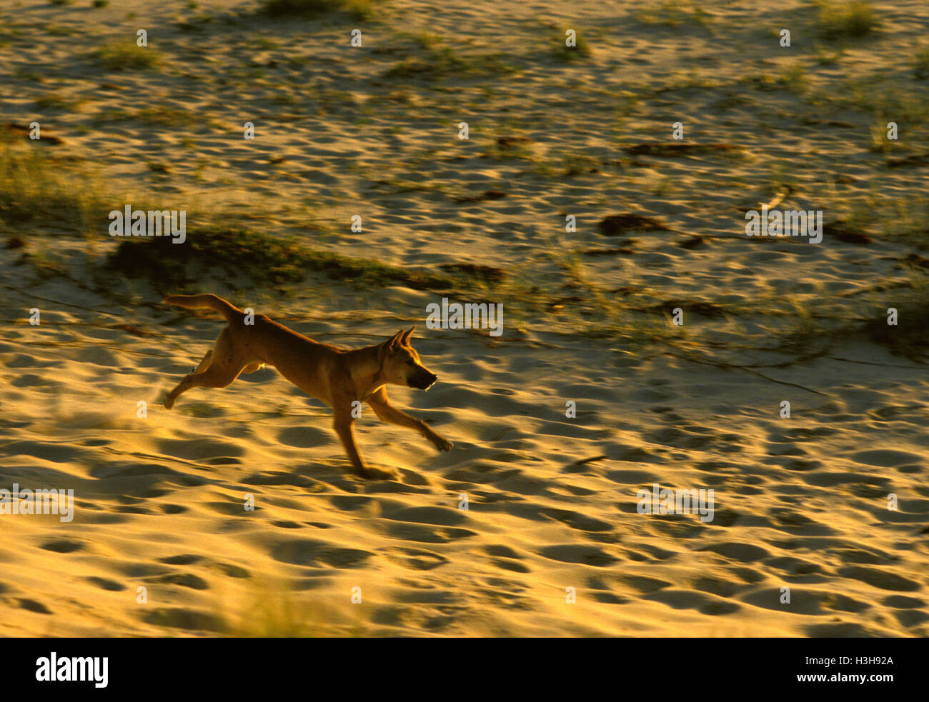 Dingo (Canis Dingo) Stockfoto