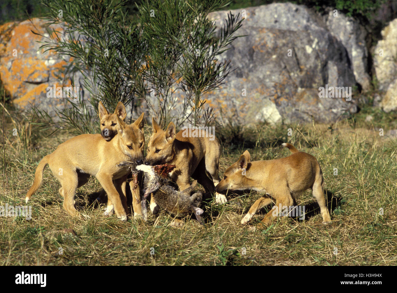 Dingo (Canis Dingo) Stockfoto