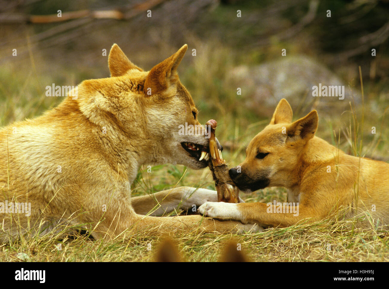Dingo (Canis Dingo) Stockfoto