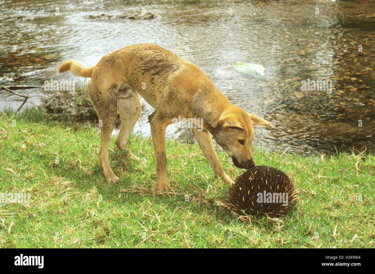 Dingo (Canis Dingo) Stockfoto