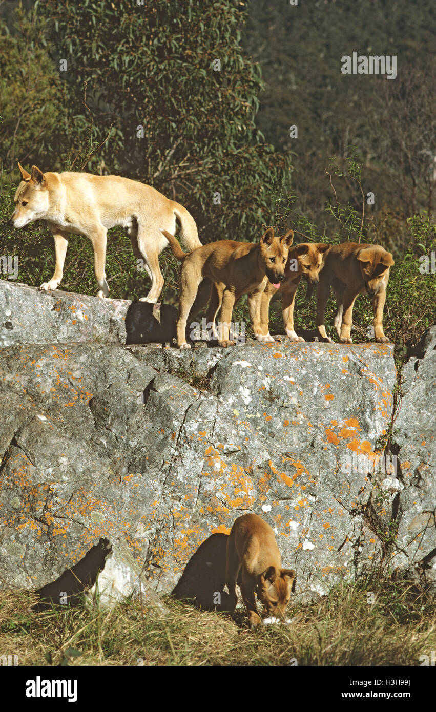 Dingo (Canis Dingo) Stockfoto