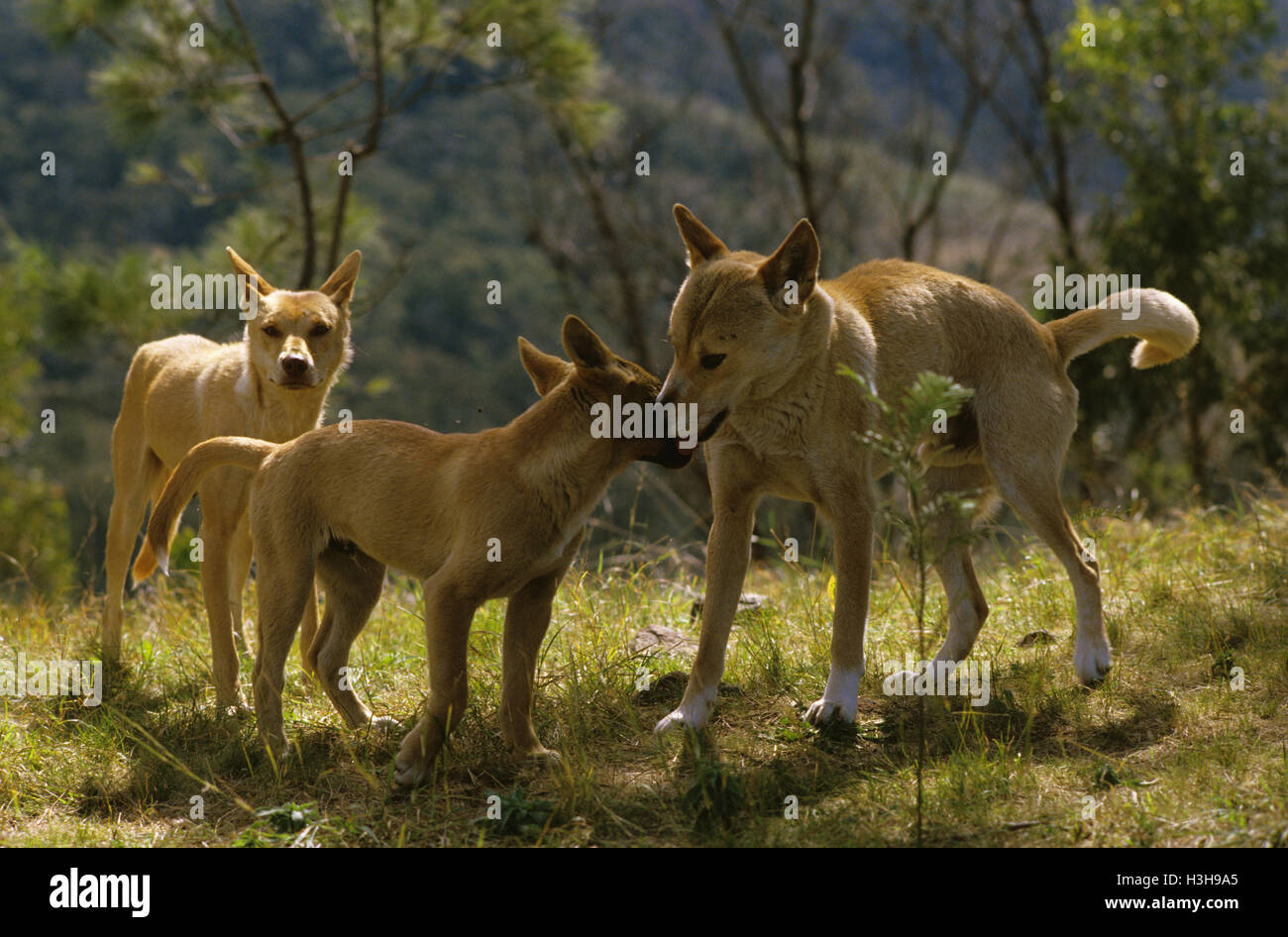 Dingo (Canis Dingo) Stockfoto