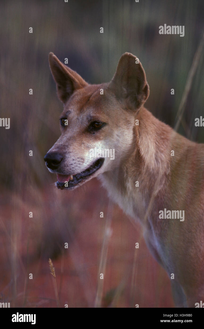 Dingo (Canis Dingo) Stockfoto