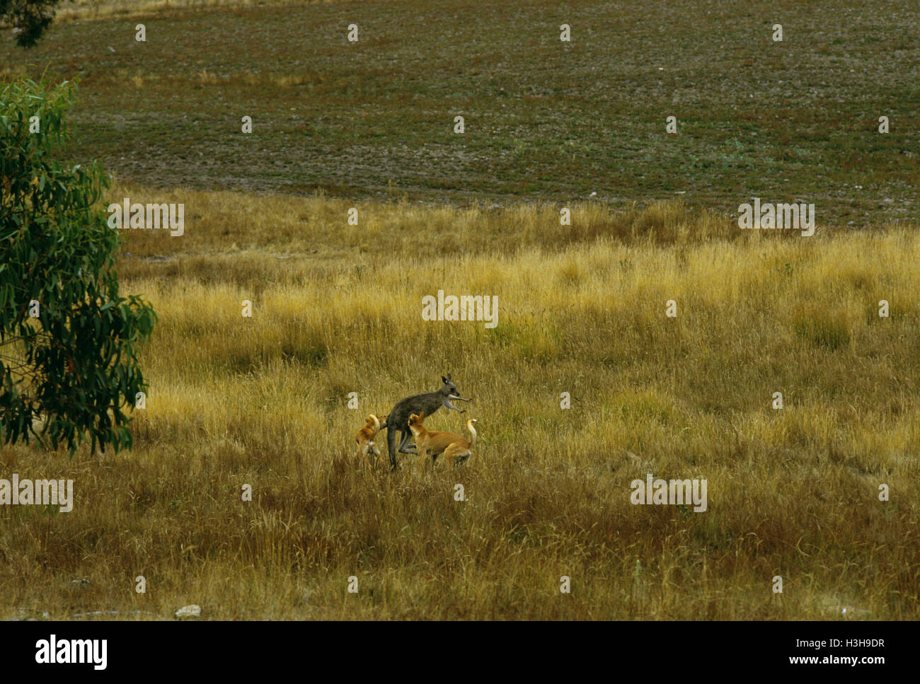 Dingo (Canis Dingo) Stockfoto
