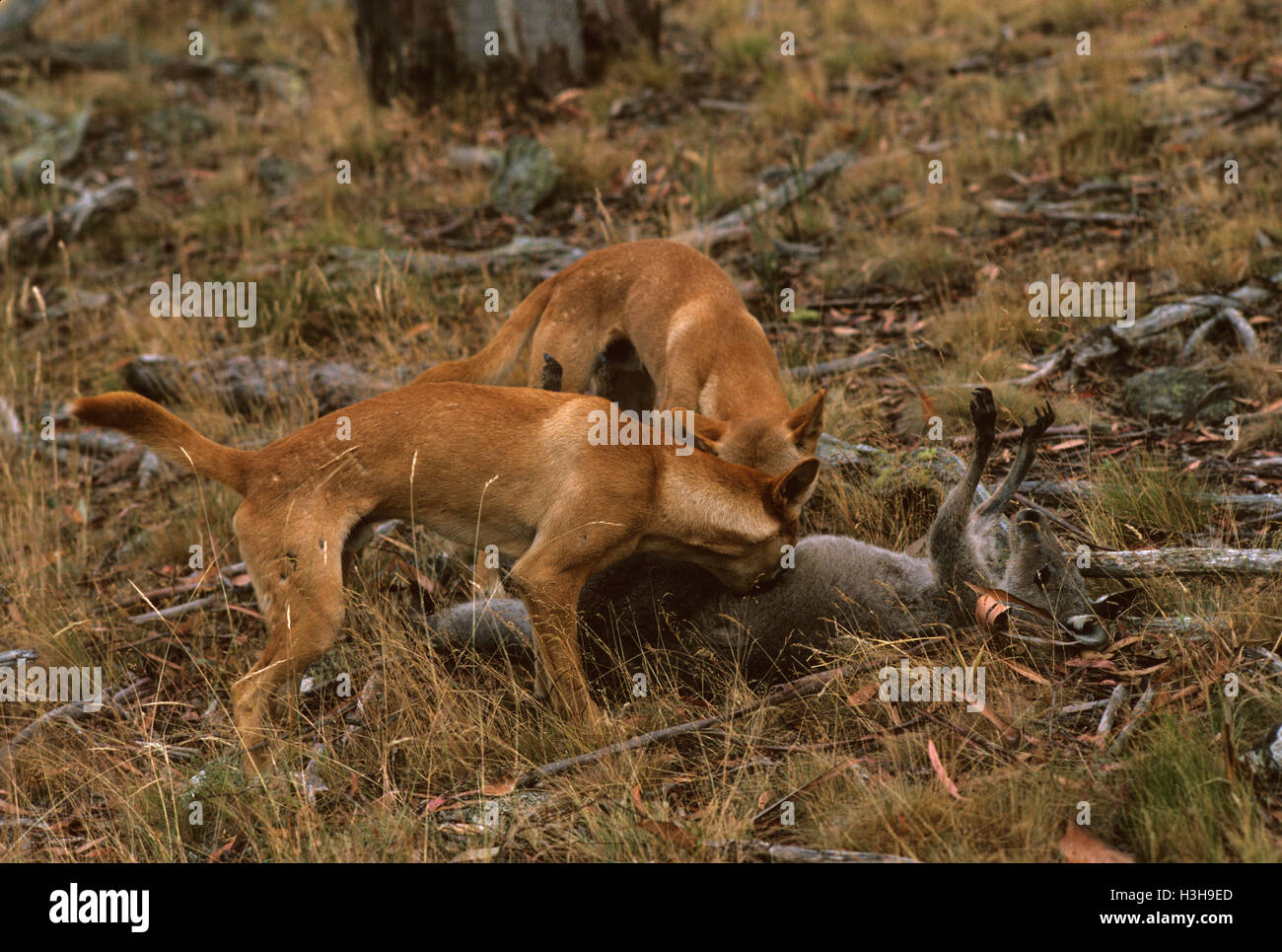 Dingo (Canis Dingo) Stockfoto