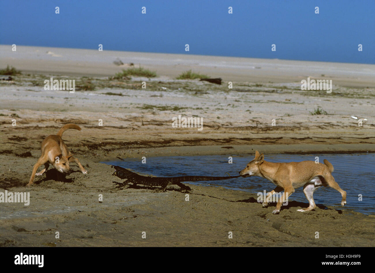 Dingo (Canis Dingo) Stockfoto