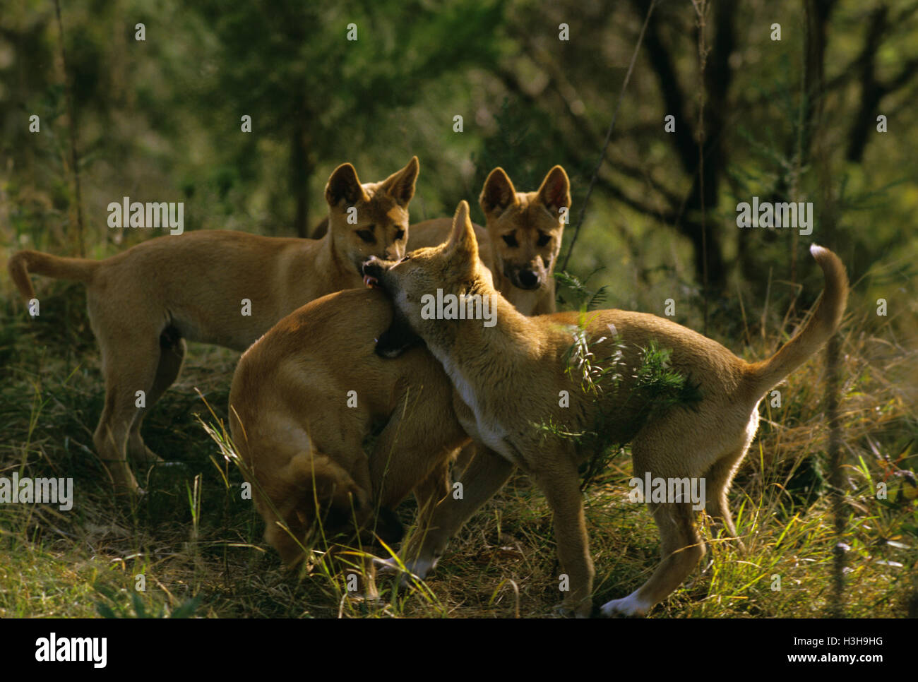 Dingo (Canis Dingo) Stockfoto