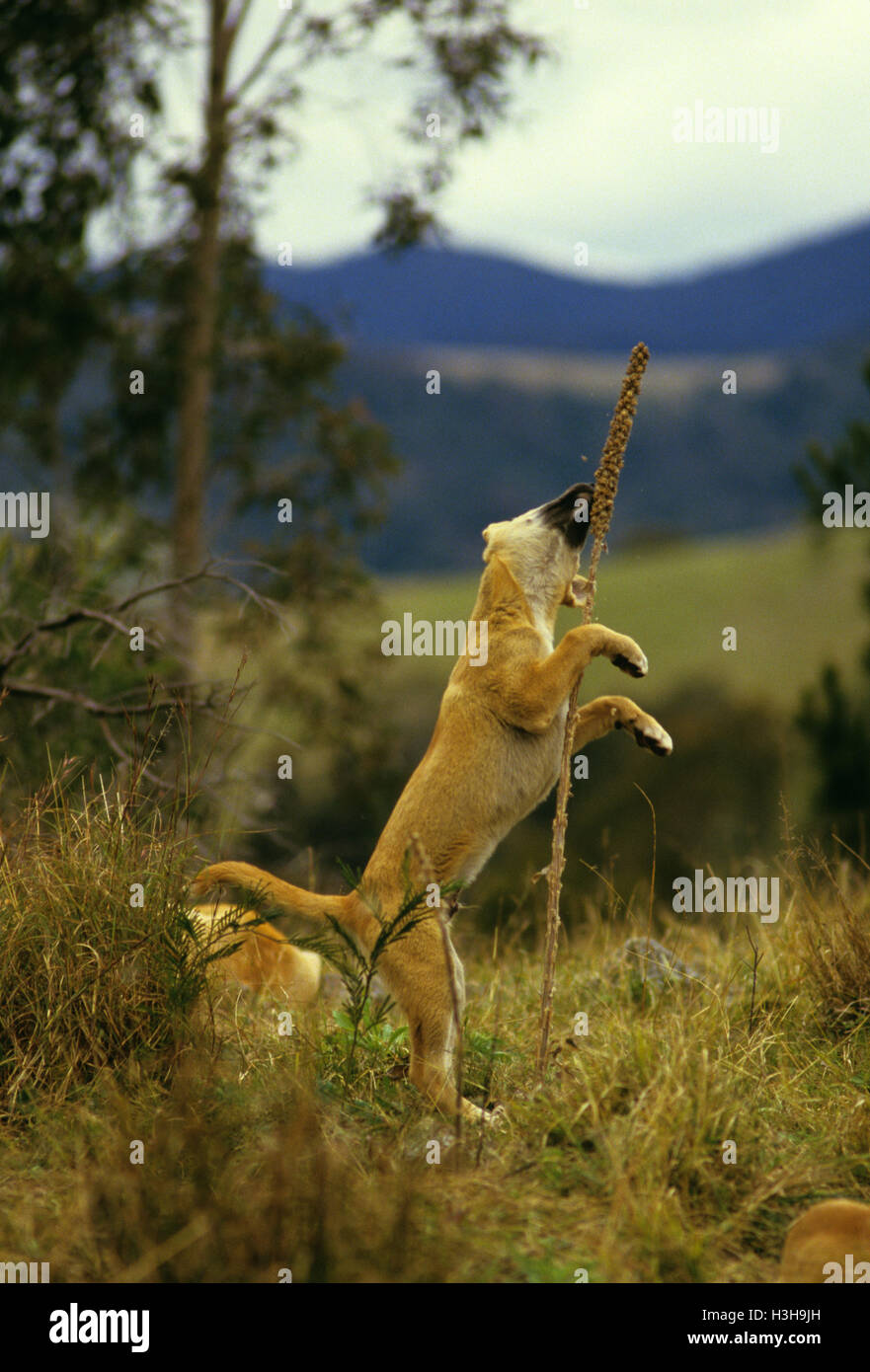 Dingo (Canis Dingo) Stockfoto