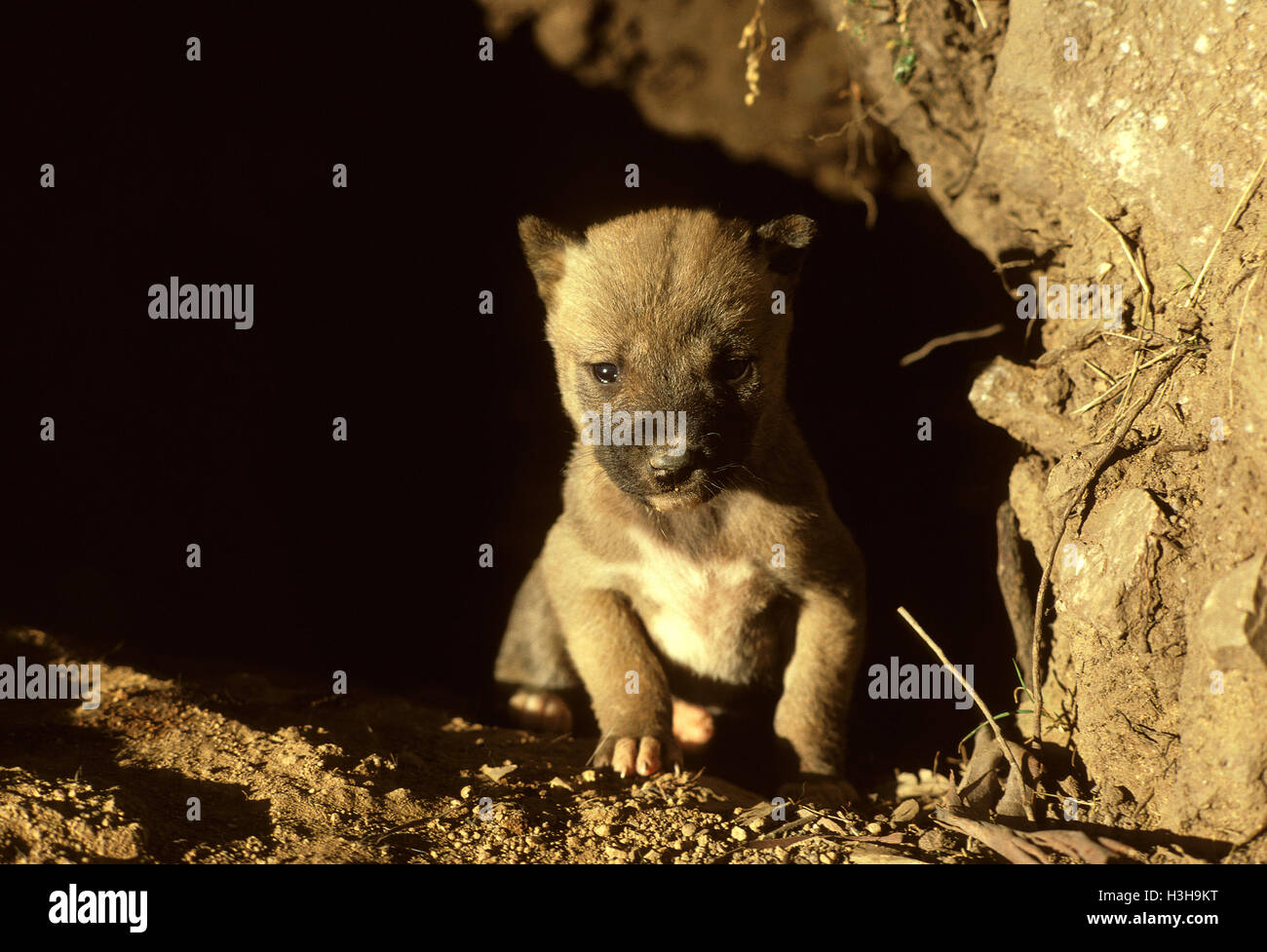 Dingo (Canis Dingo) Stockfoto