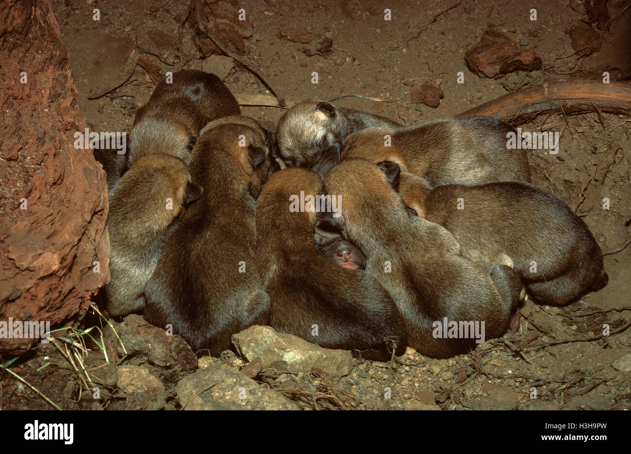 Dingo (Canis Dingo) Stockfoto
