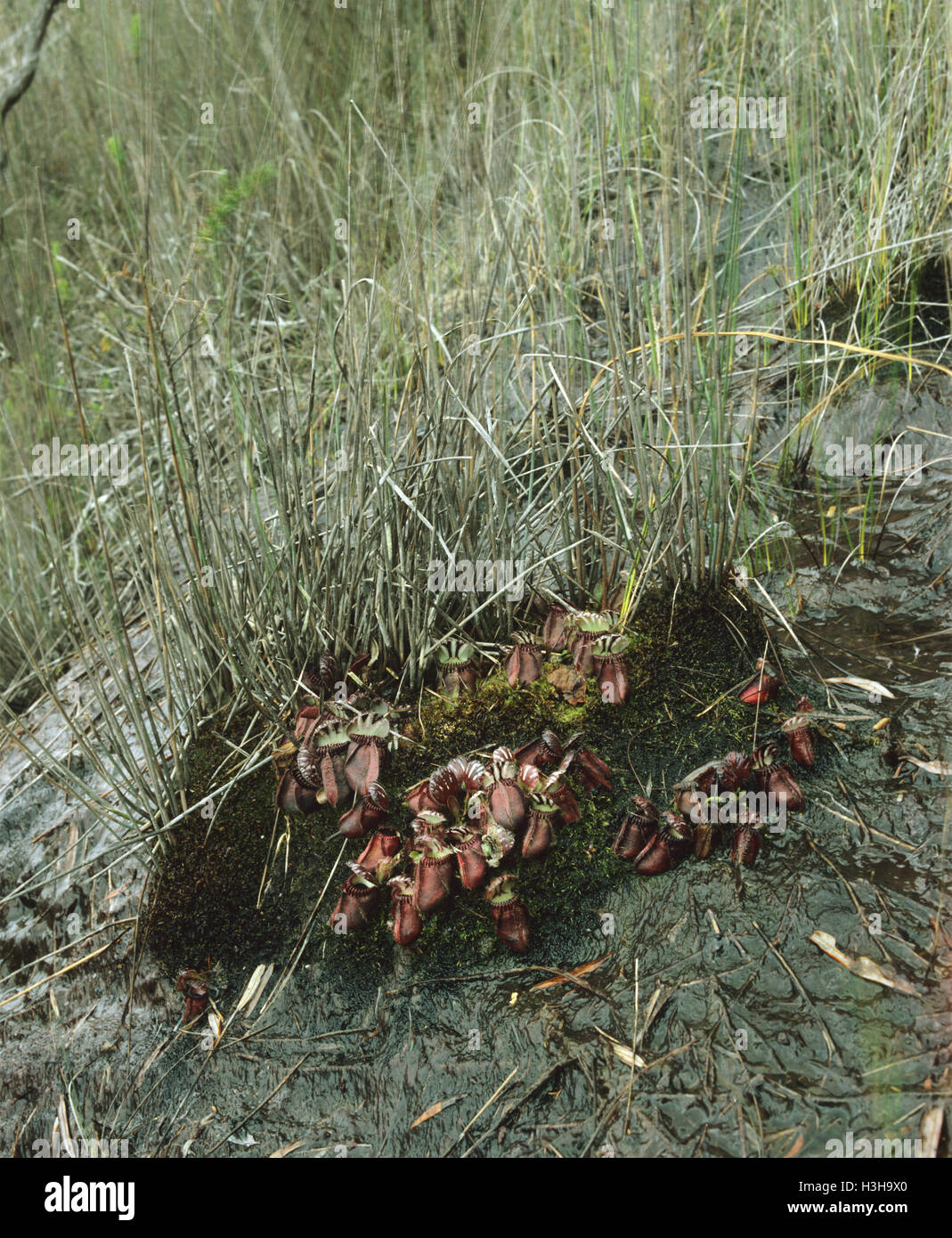 Albany Kannenpflanze (Cephalotus Follicularis) Stockfoto