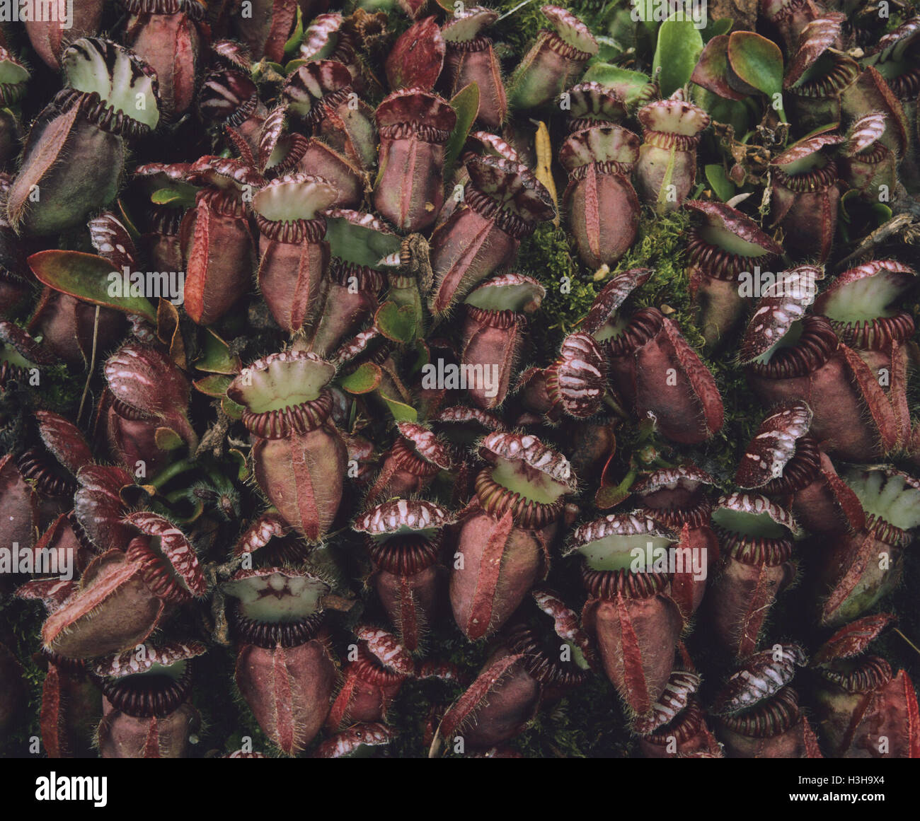 Albany Kannenpflanze (Cephalotus Follicularis) Stockfoto