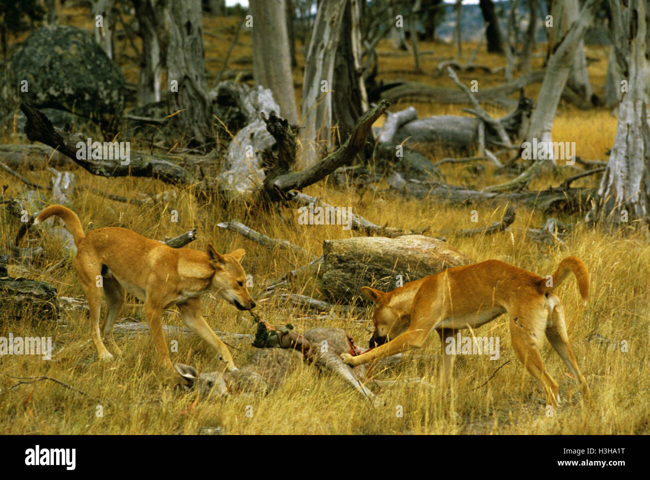 Dingo (Canis Dingo) Stockfoto
