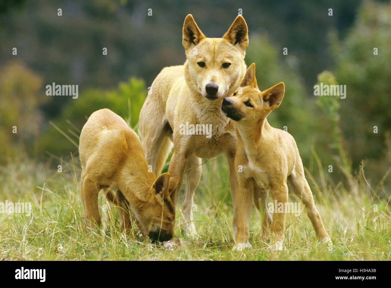 Dingo (Canis Dingo) Stockfoto