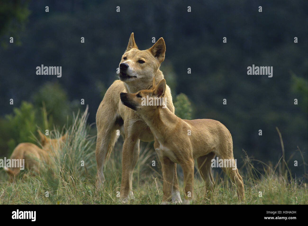 Dingo (Canis Dingo) Stockfoto
