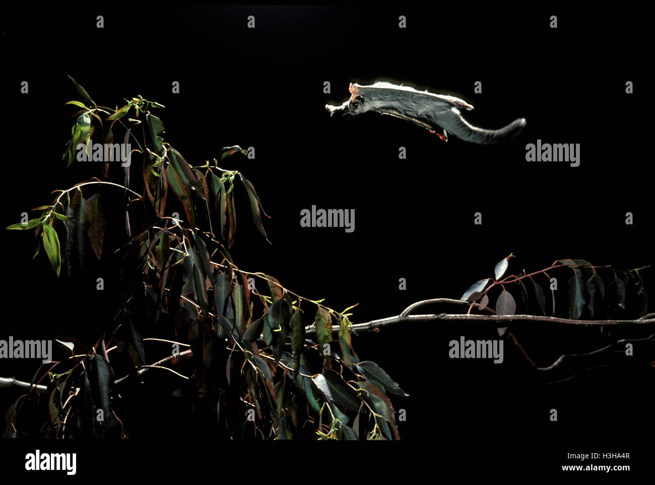 Sugar Glider (Petaurus breviceps) Stockfoto