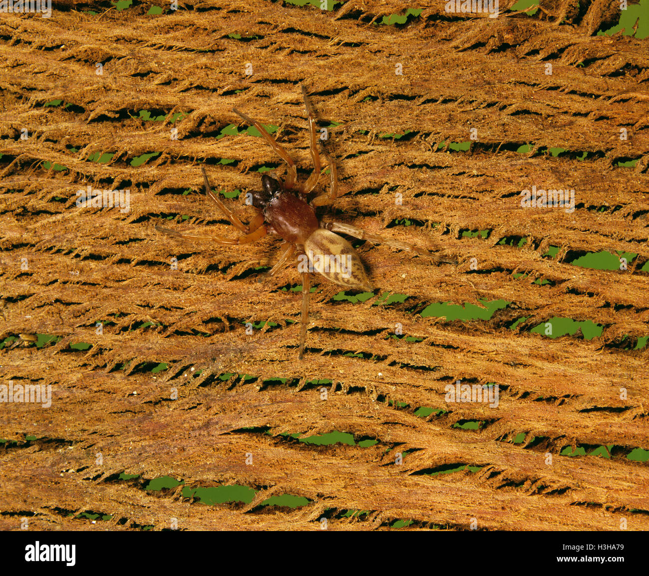 Redback spider (Clubiona elaphines) Stockfoto