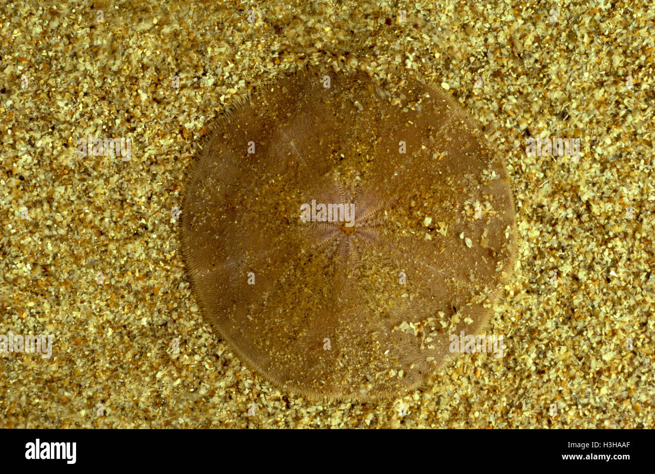 Sechs-durchlöcherte Schlüsselloch Urchin (Leodia Sexiesperforata) Stockfoto