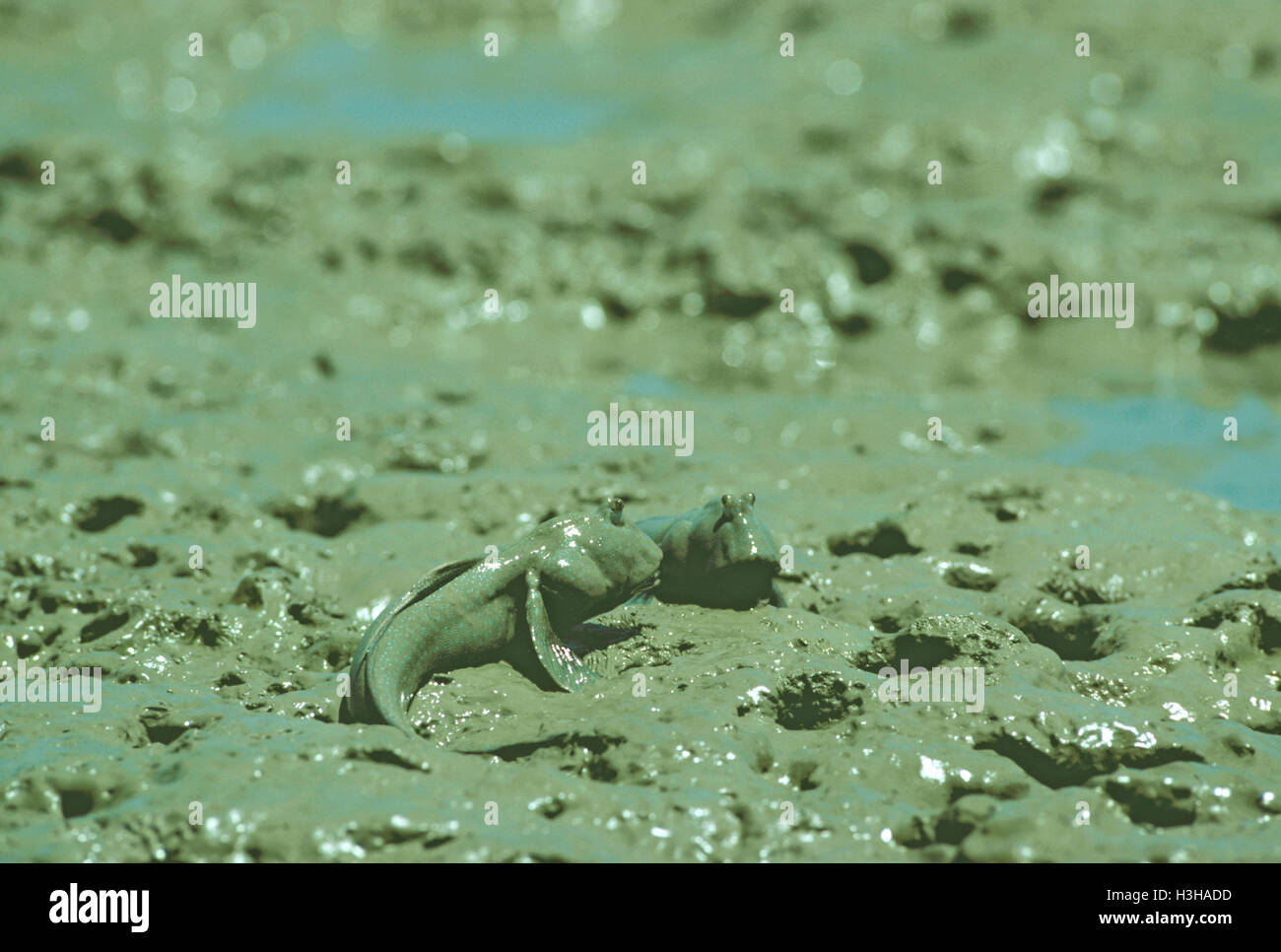 Schlammspringer (Boleophthalmus sp.) Stockfoto