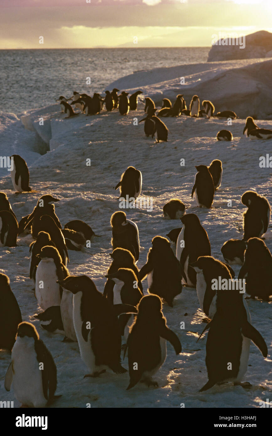 Adelie Penguin (Pygoscelis Adeliae) Stockfoto