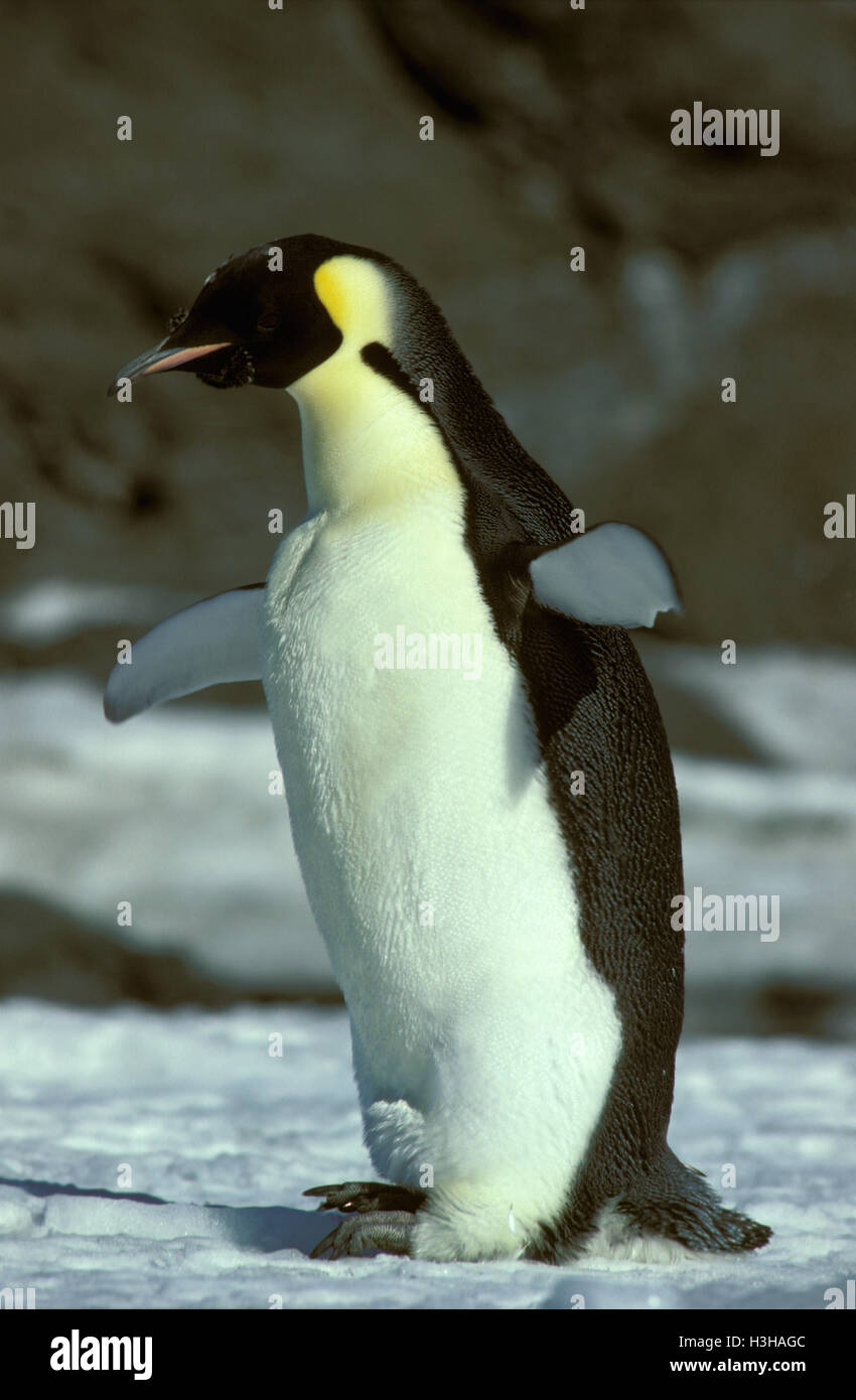 Kaiserpinguin (Aptenodytes Forsteri) Stockfoto