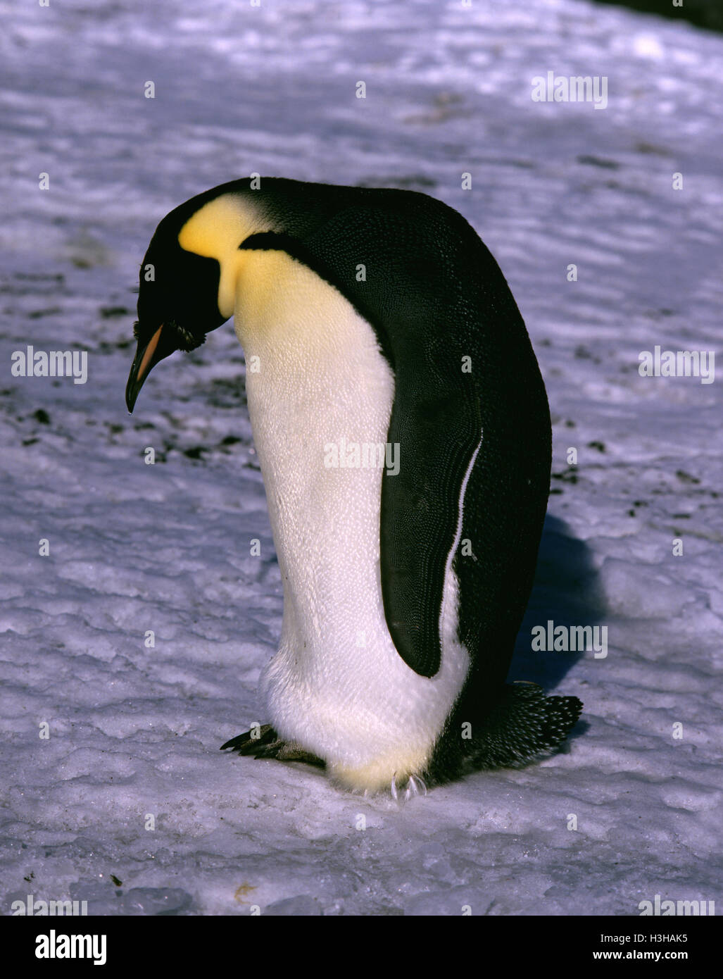 Kaiserpinguin (Aptenodytes Forsteri) Stockfoto