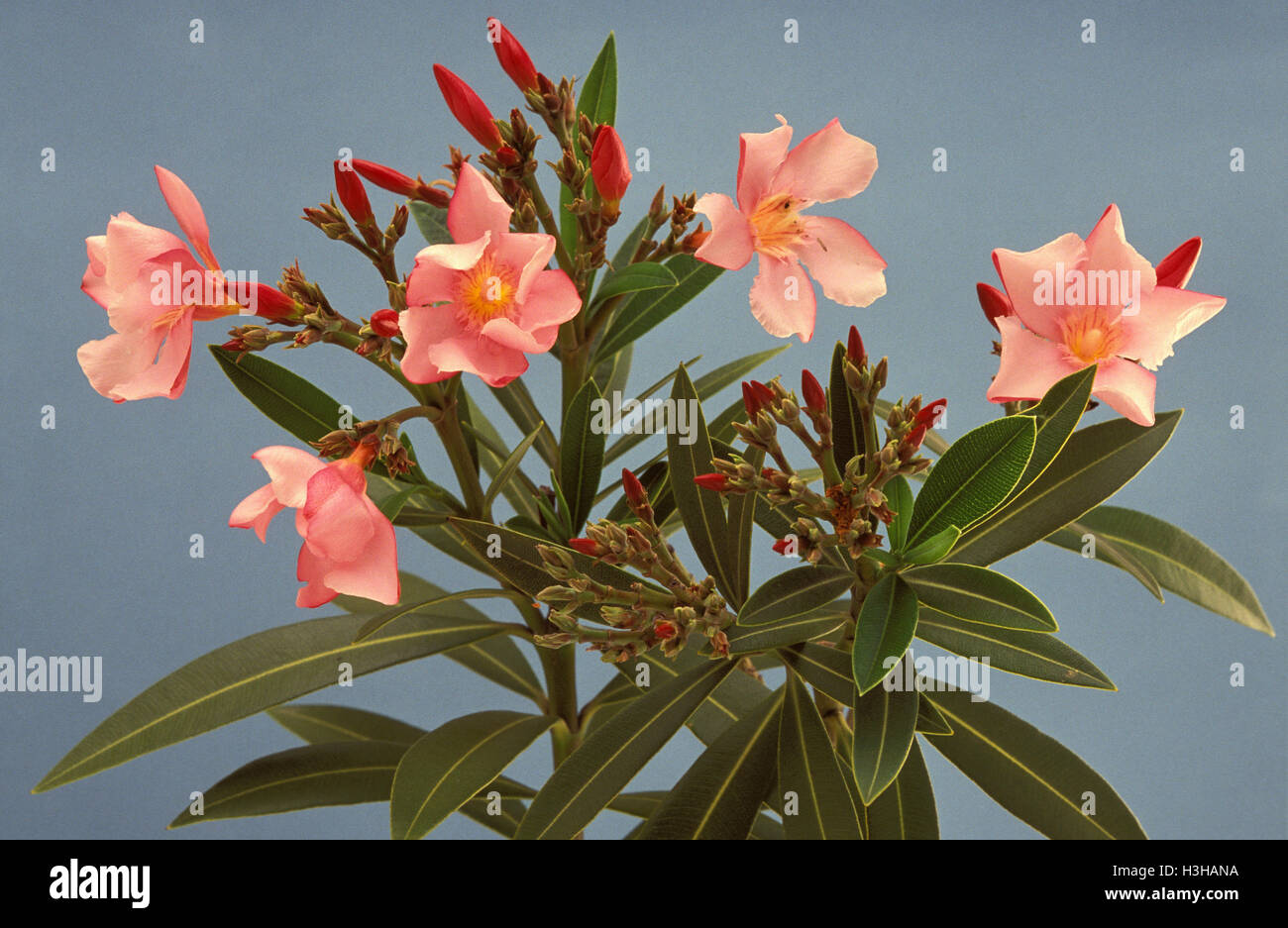 Oleander (Nerium Oleander) Stockfoto