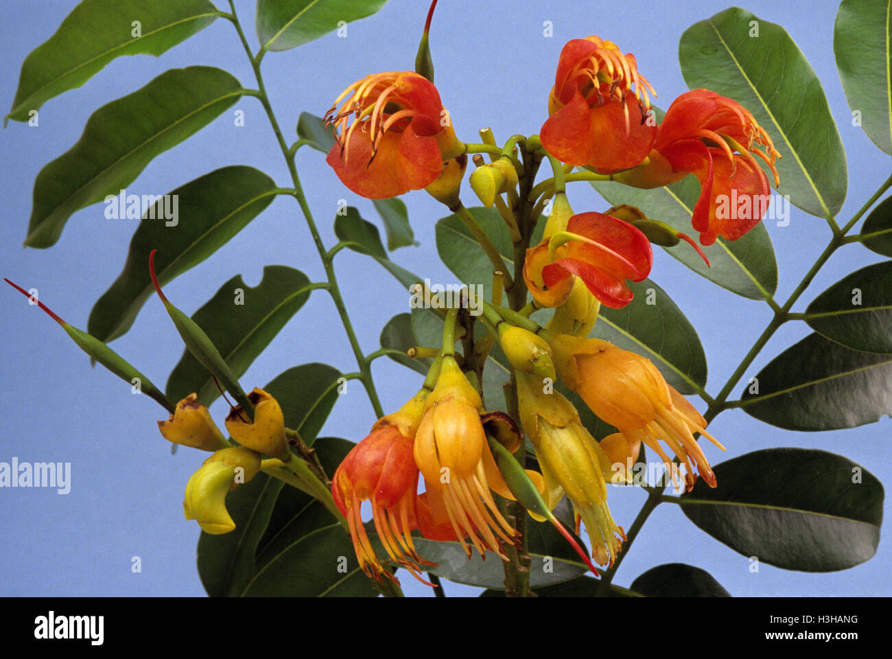 Die Moreton Bay chestnut oder Schwarze Bohne Baum (Castanospernum australe) Stockfoto