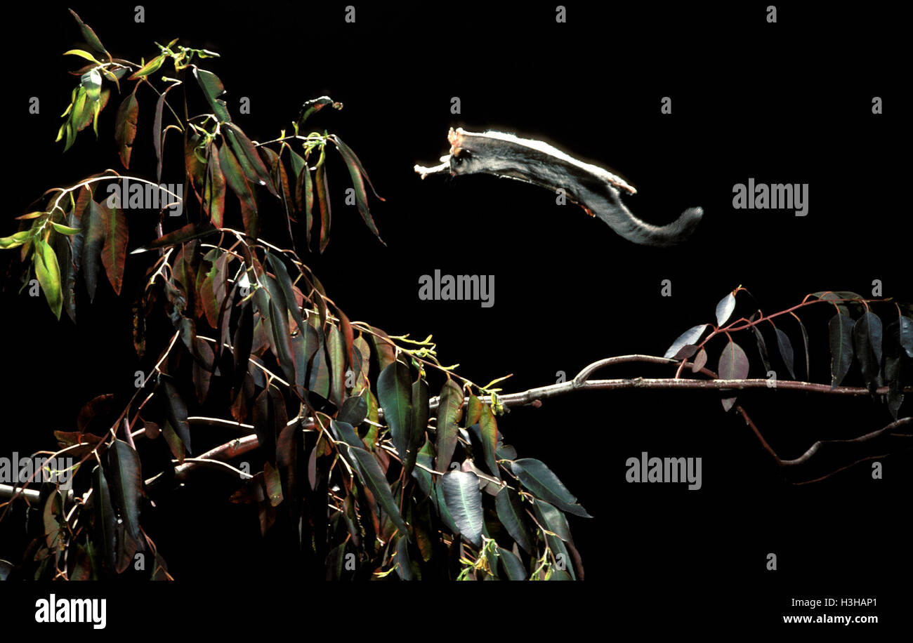 Sugar Glider (Petaurus breviceps) Stockfoto