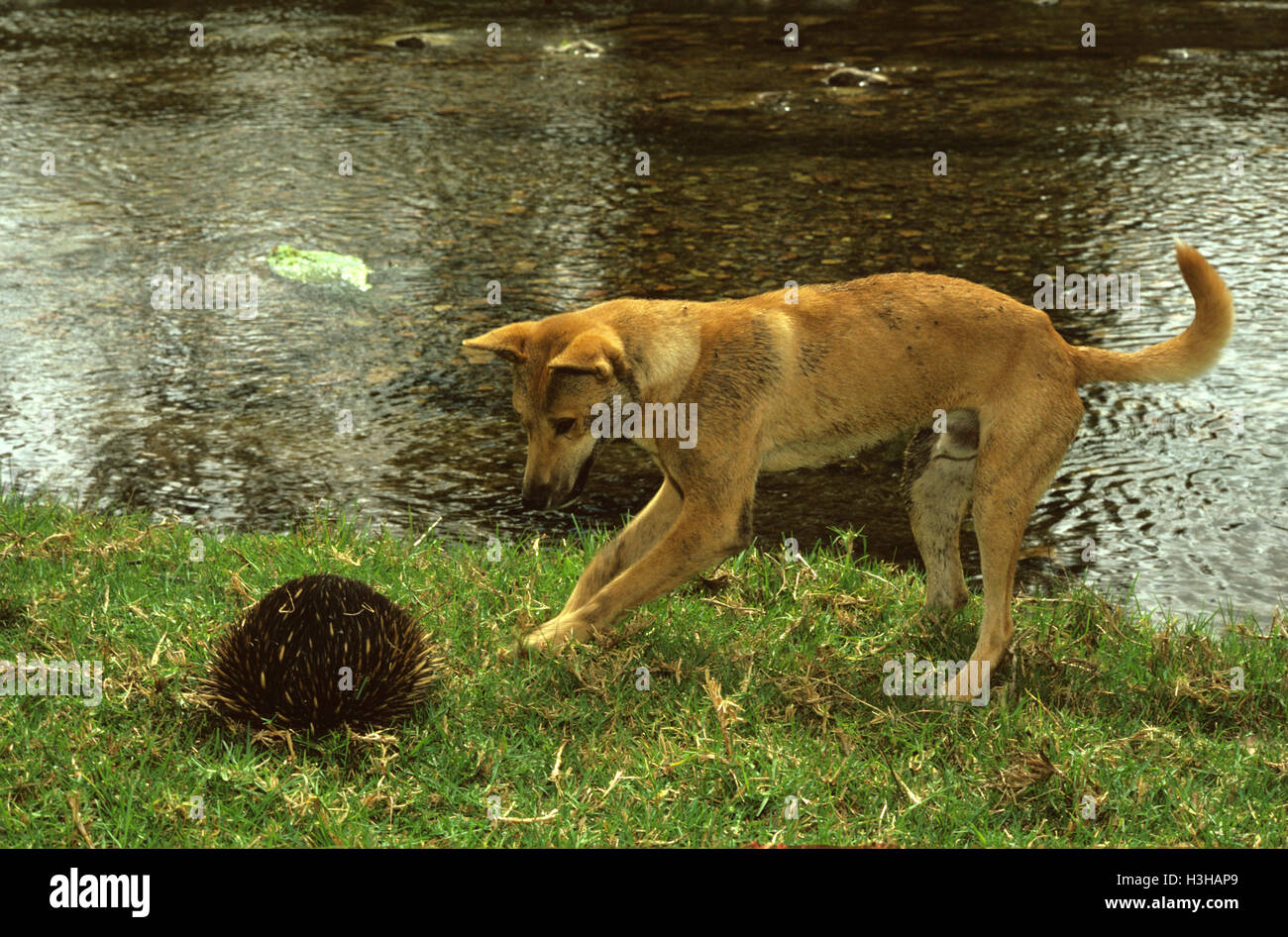 Dingo (Canis Dingo) Stockfoto