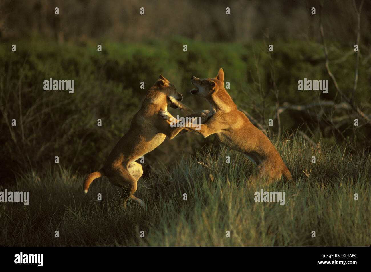 Dingo (Canis Dingo) Stockfoto