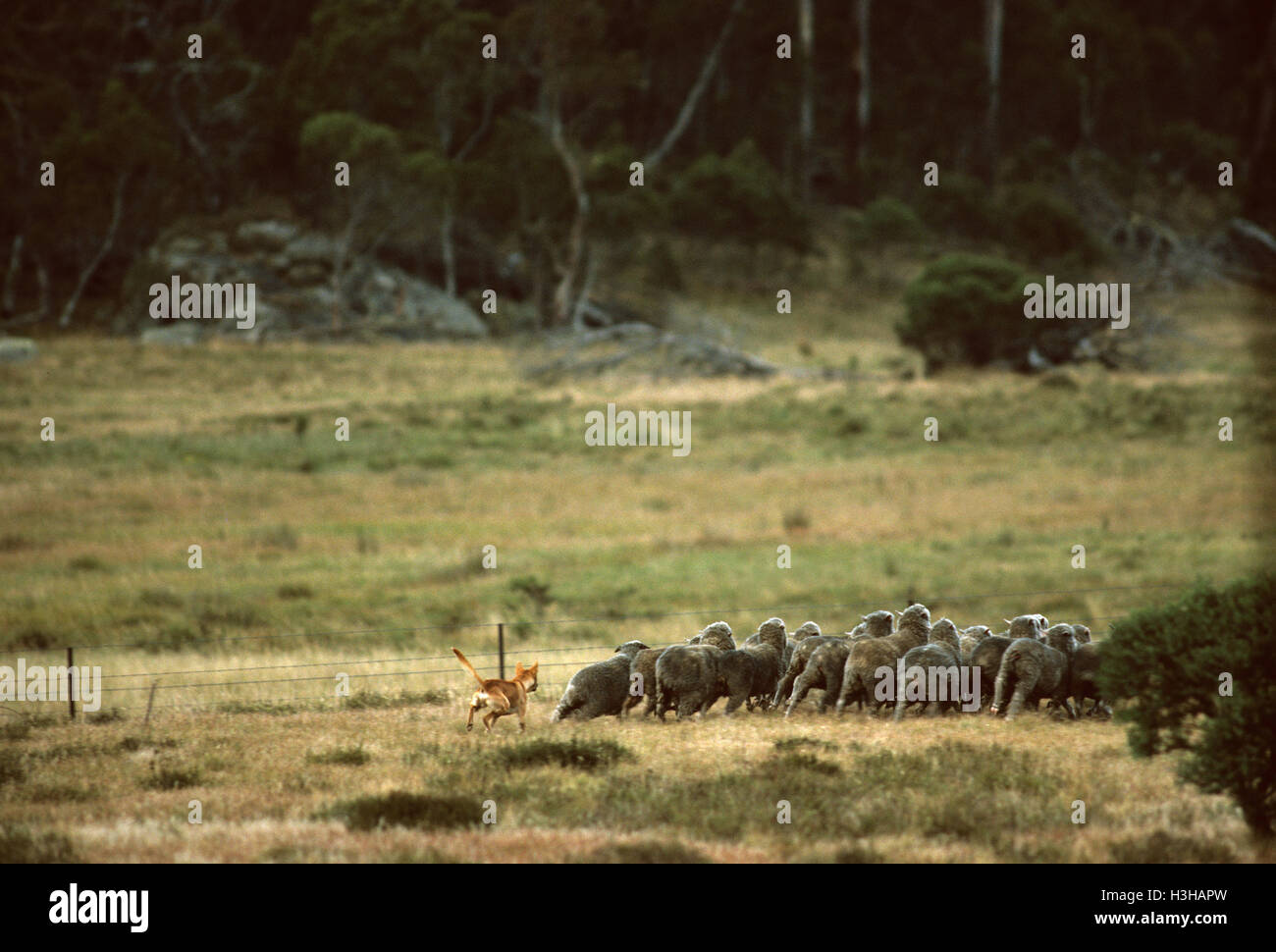 Dingo (Canis Dingo) Stockfoto