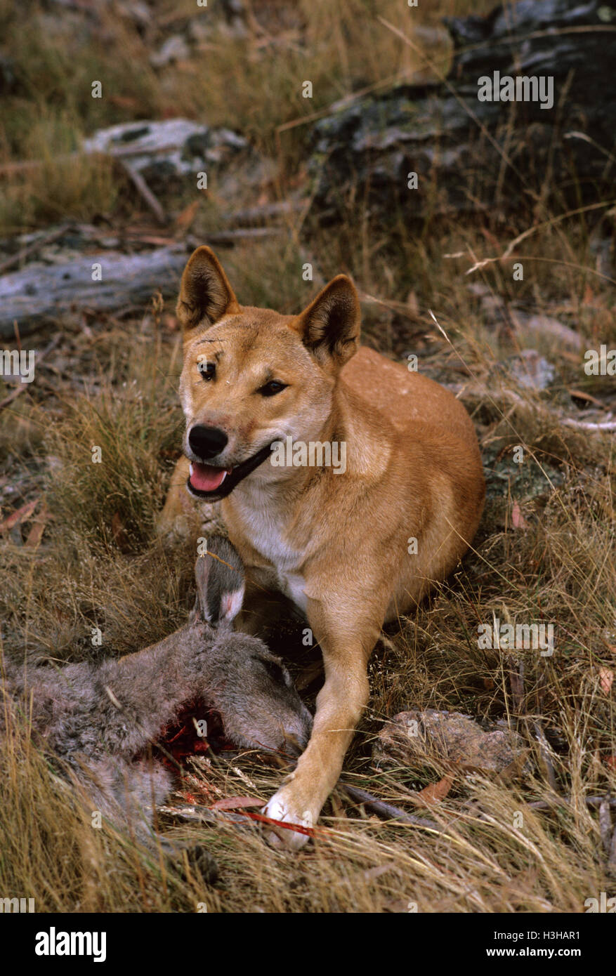 Dingo (Canis Dingo) Stockfoto