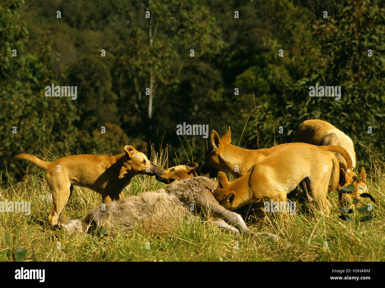 Dingo (Canis Dingo) Stockfoto