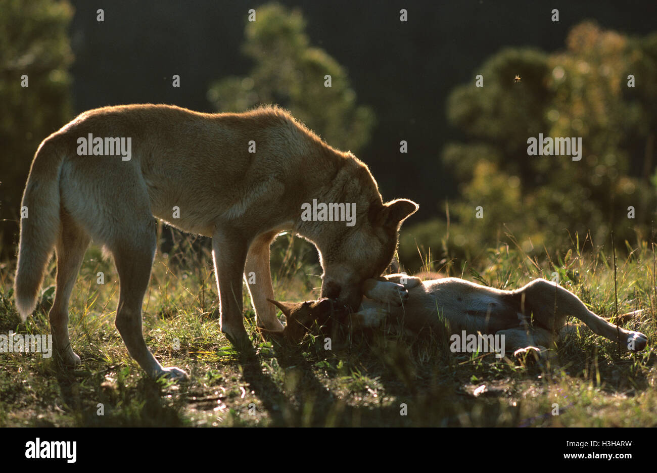 Dingo (Canis Dingo) Stockfoto