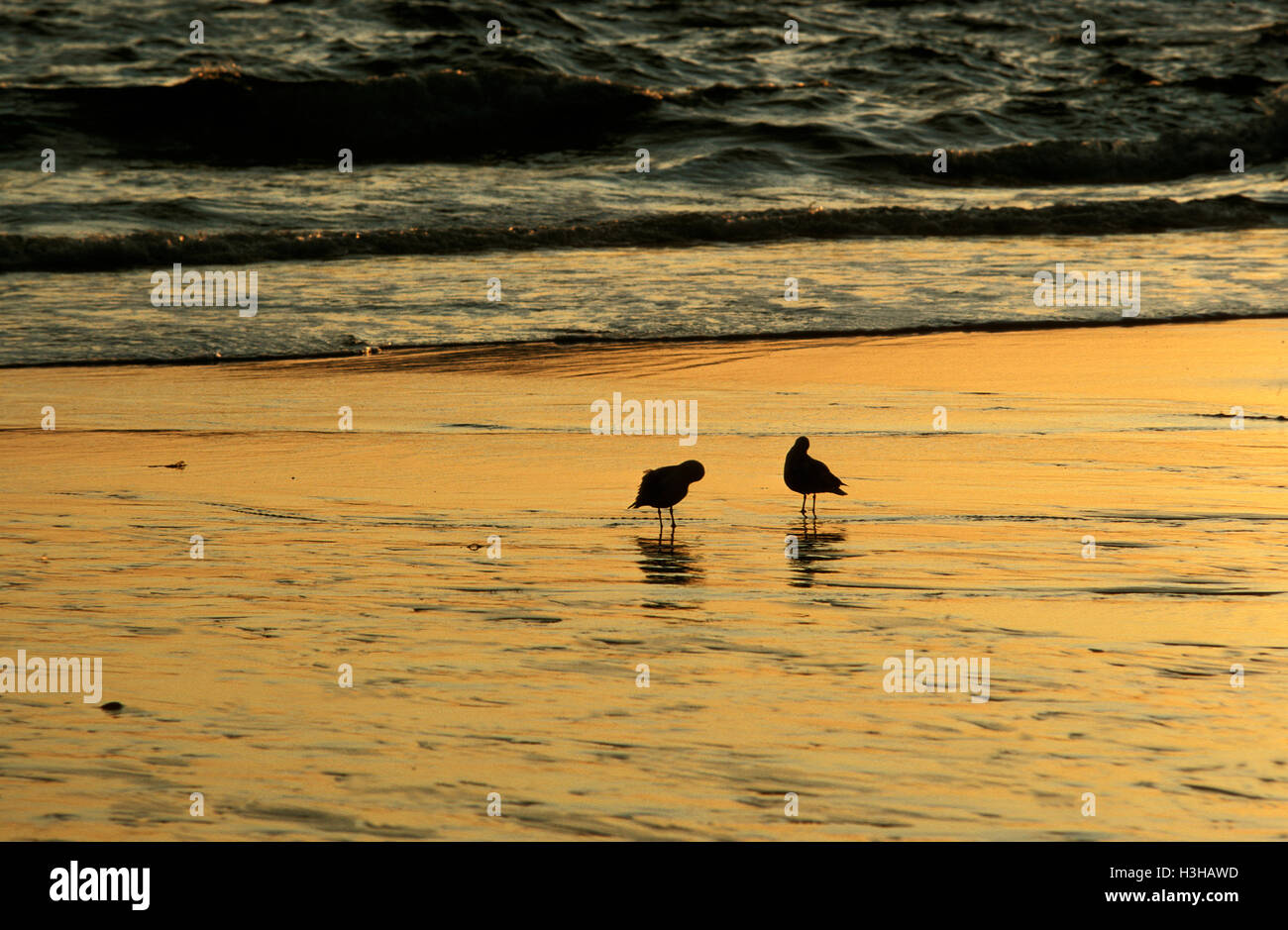 Zwei Küstenvögel im flachen Wasser im Dämmerlicht. Stockfoto