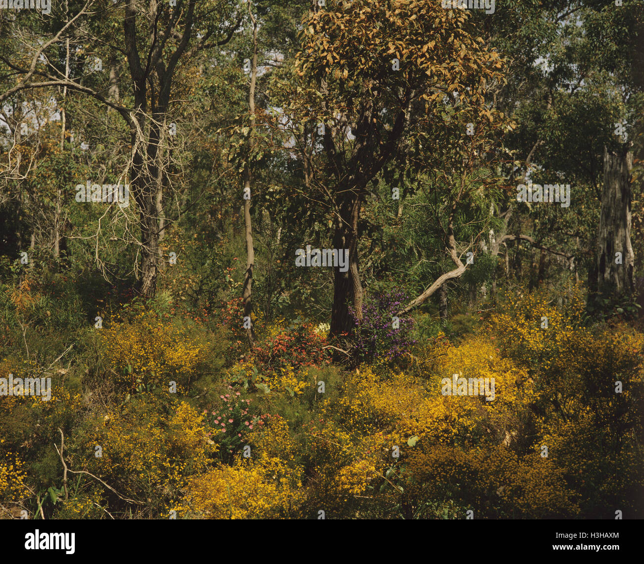 Wald von Jarrah (Eukalyptus marginata) Stockfoto