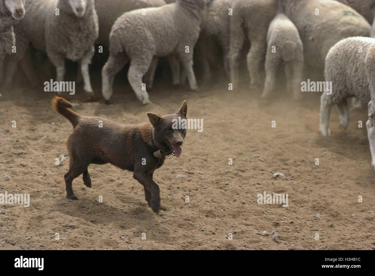 Haushund (Canis Familiaris) Stockfoto