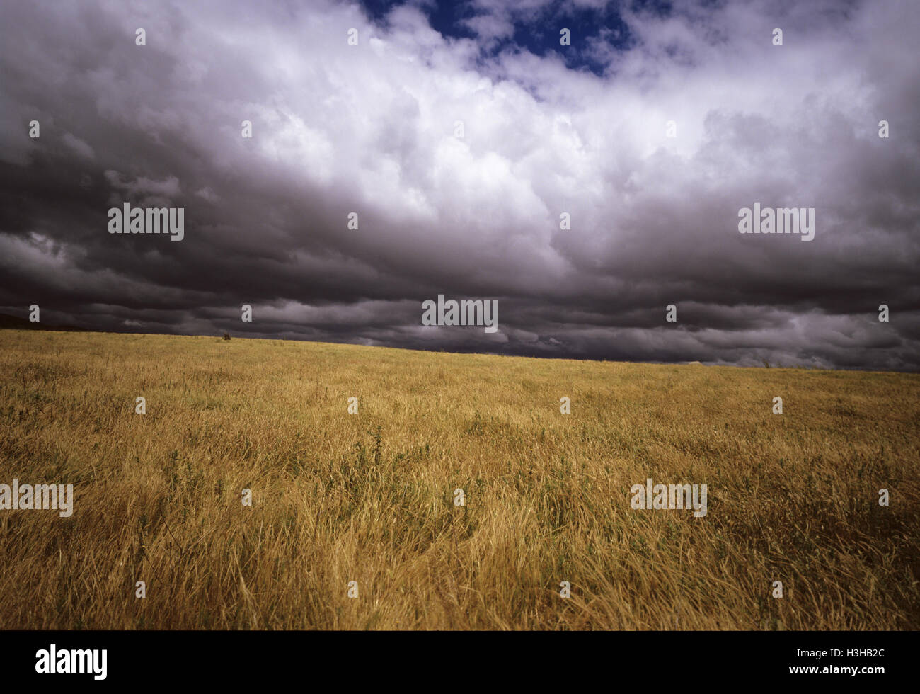 Sturmwolken über eine Koppel, Stockfoto