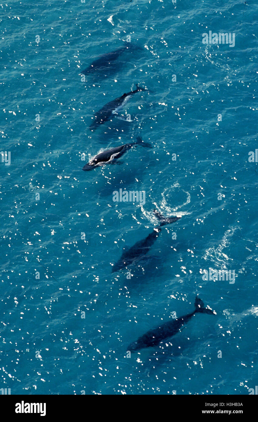 Buckelwal (Impressionen Novaeangliae) Stockfoto