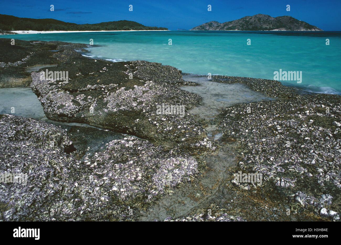Küste von Lizard Island Stockfoto