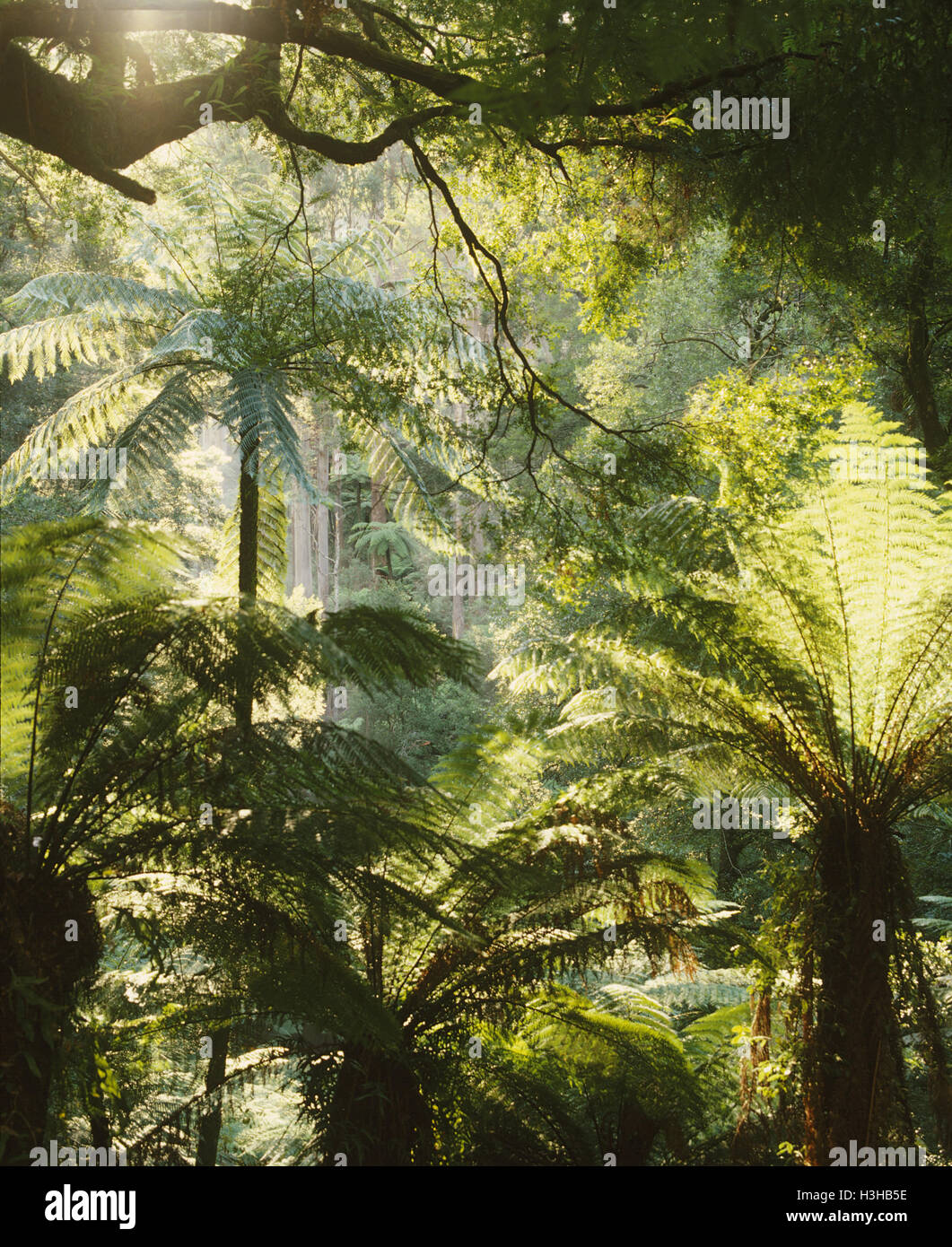 Baumfarne in kühlen gemäßigten Regenwald einschließlich grobe Baumfarne (Cyathea Australis) Stockfoto