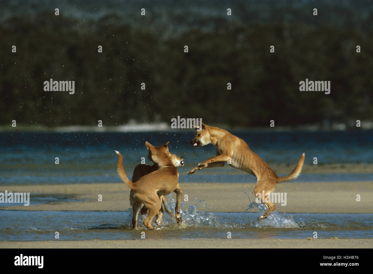 Dingo (Canis Dingo) Stockfoto