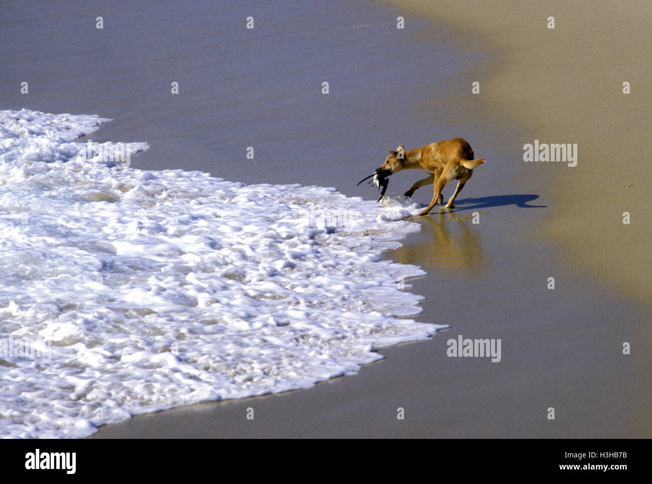 Dingo (Canis Dingo) Stockfoto