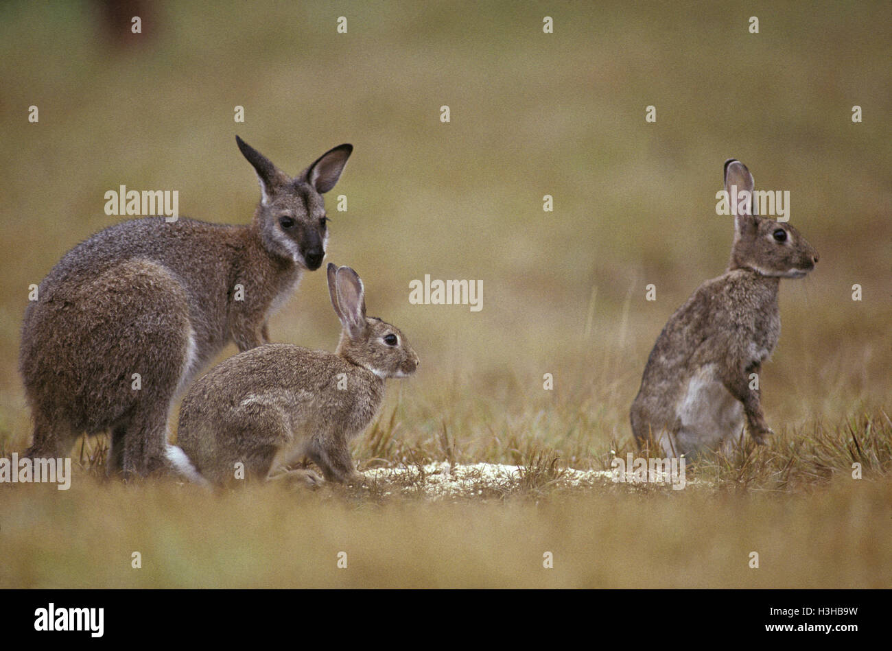 Red-necked Wallaby (Macropus rufogriseus banksianus) Stockfoto