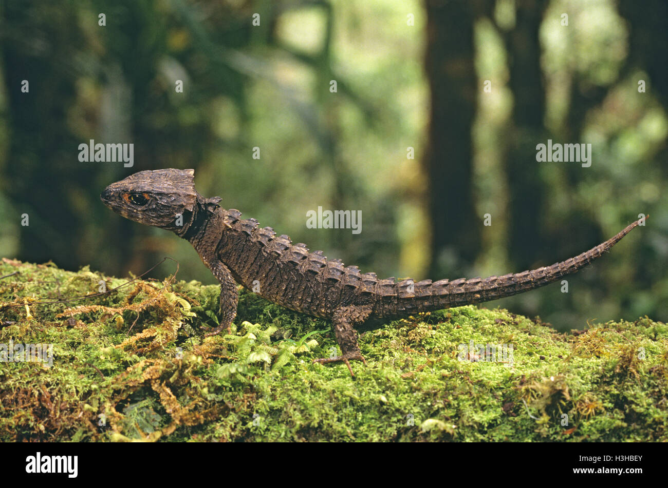 Rotäugigen Crocodile Skink (Tribolonotus Gracilis) Stockfoto