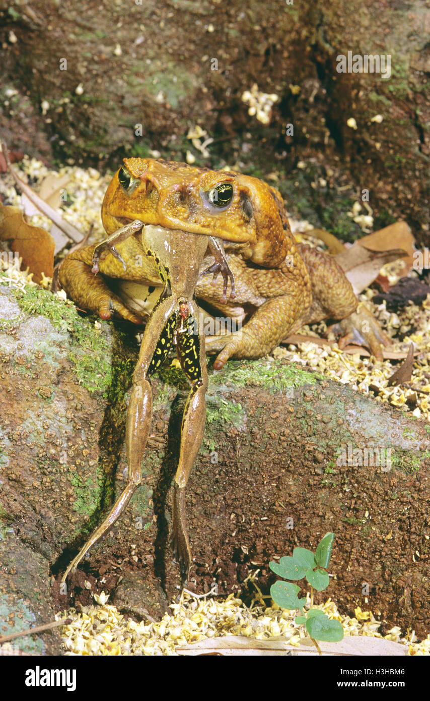 Cane Toad (Schädlingsbekämpfer Marina) Stockfoto
