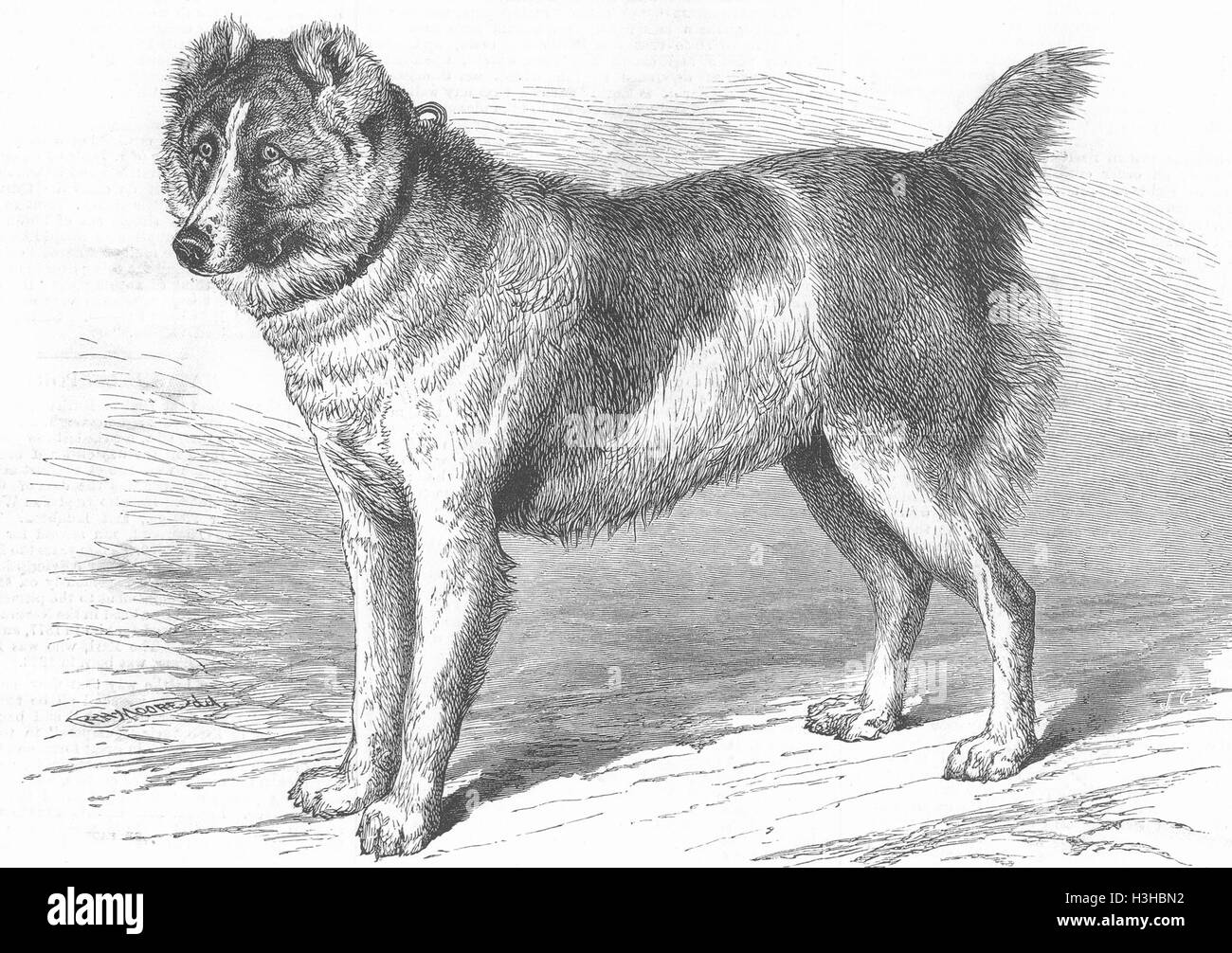 Hunde Shere Alli, afghanische Mastiff, Birmingham Dog show 1879. Illustrierte London News Stockfoto