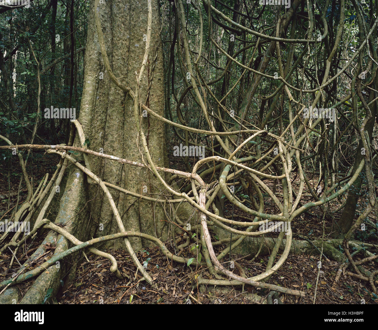 Komplexe Notophyll Vine forest Stockfoto